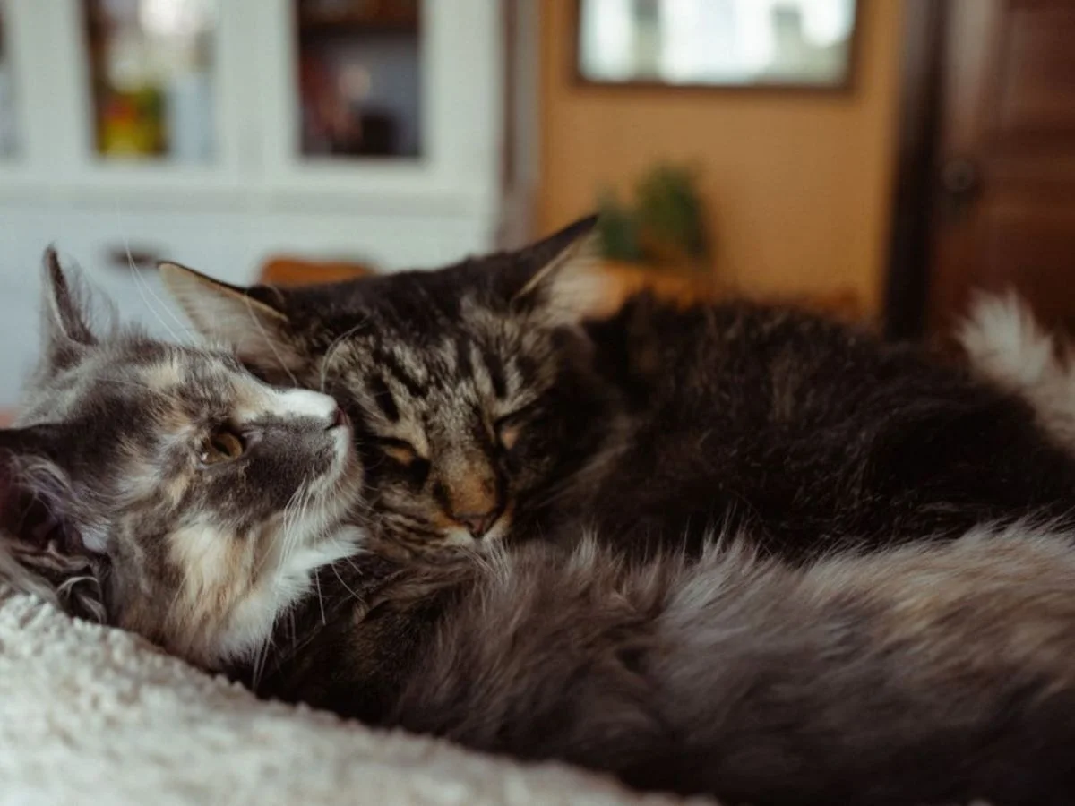 Cats resting calmly for pet Reiki support
