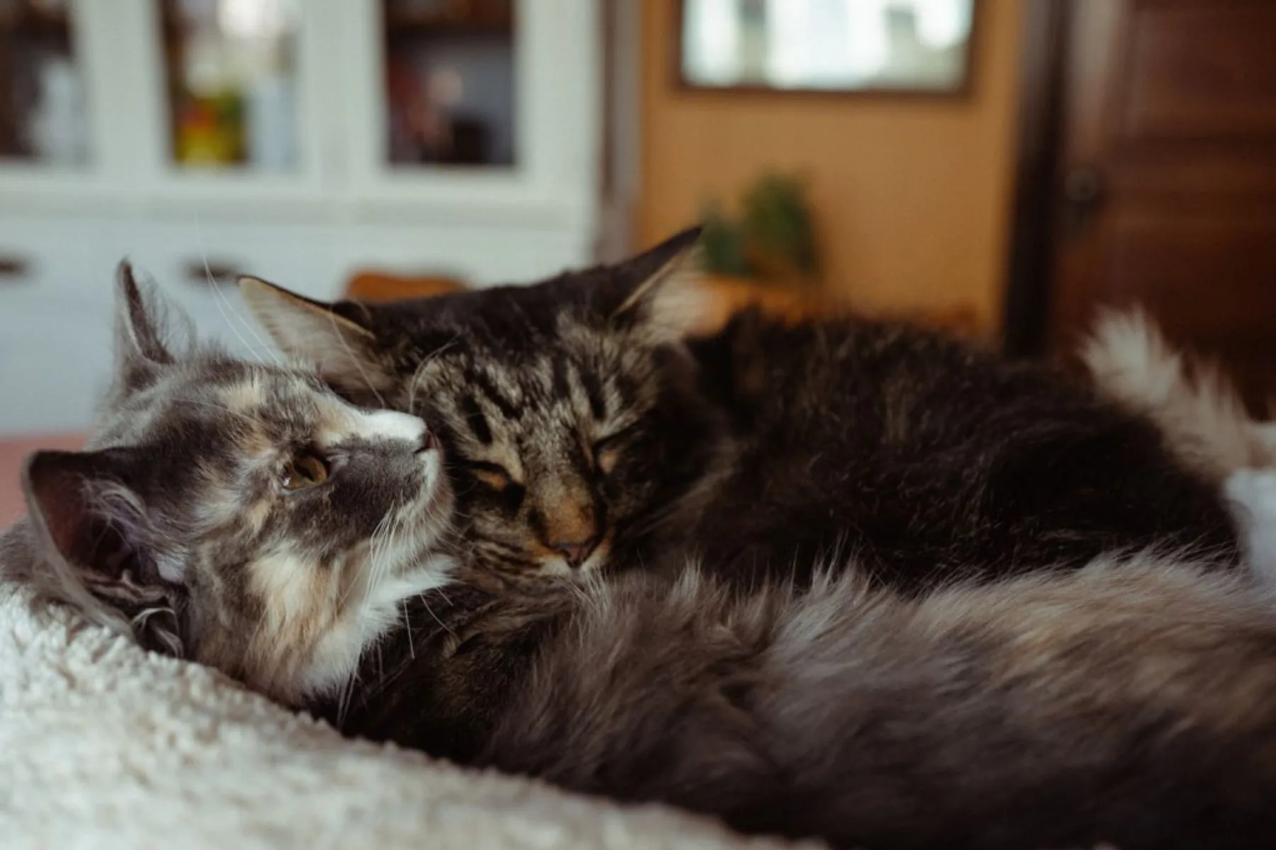 Reiki for Pets healing session in Appleton, WI